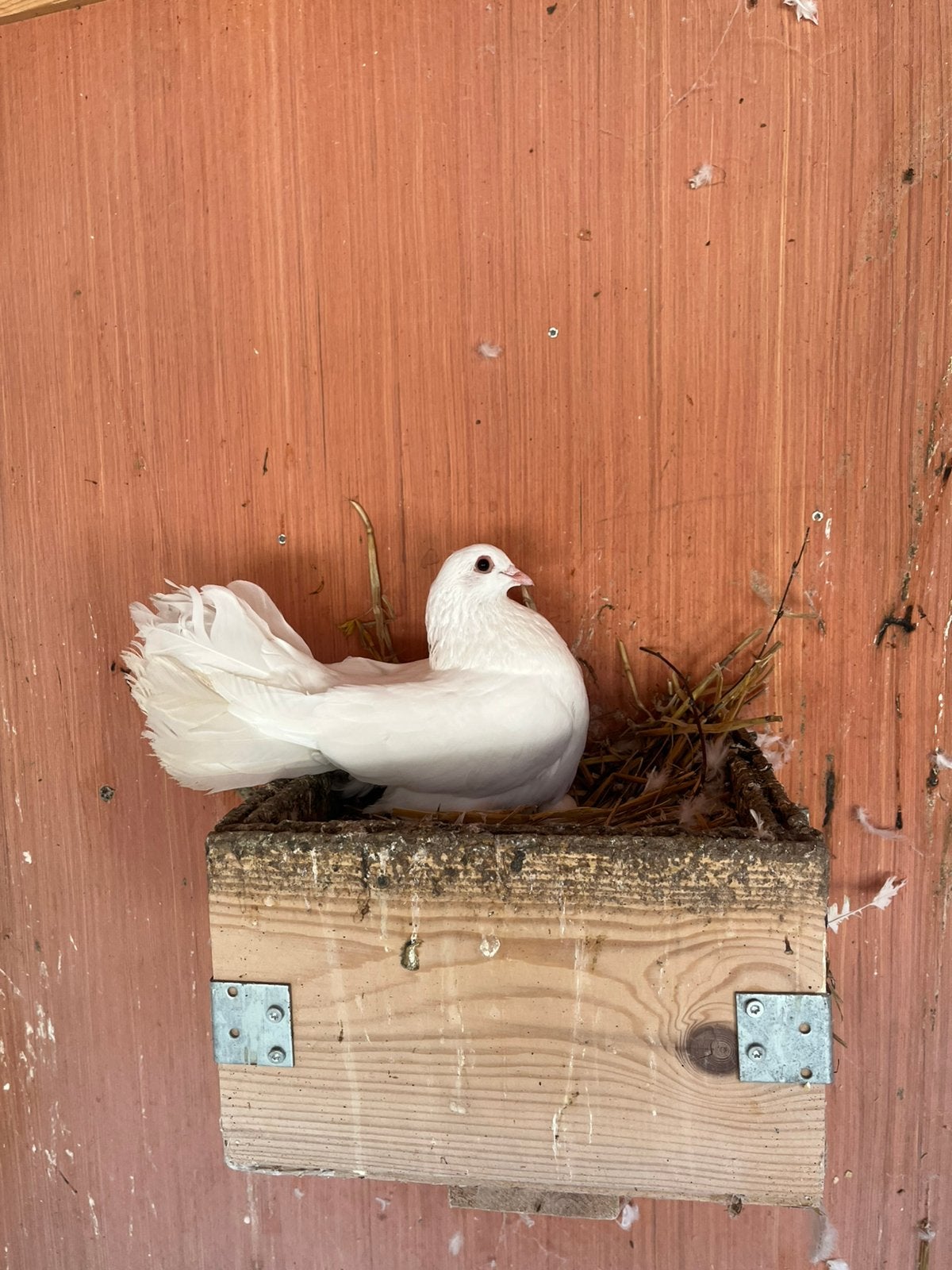 Prachtige witte pauwstaart duiven, Meerdere dieren, Overige soorten