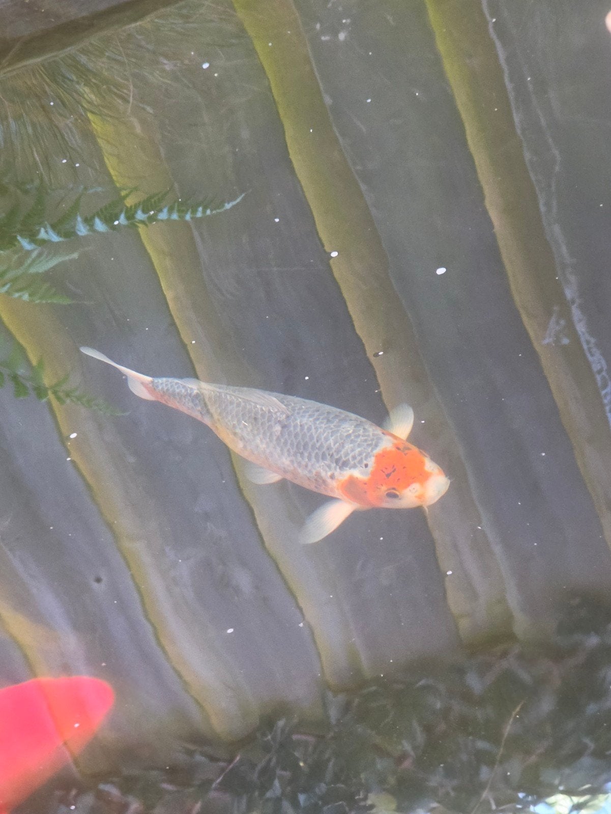 koi 30 plus, Karper of Koi