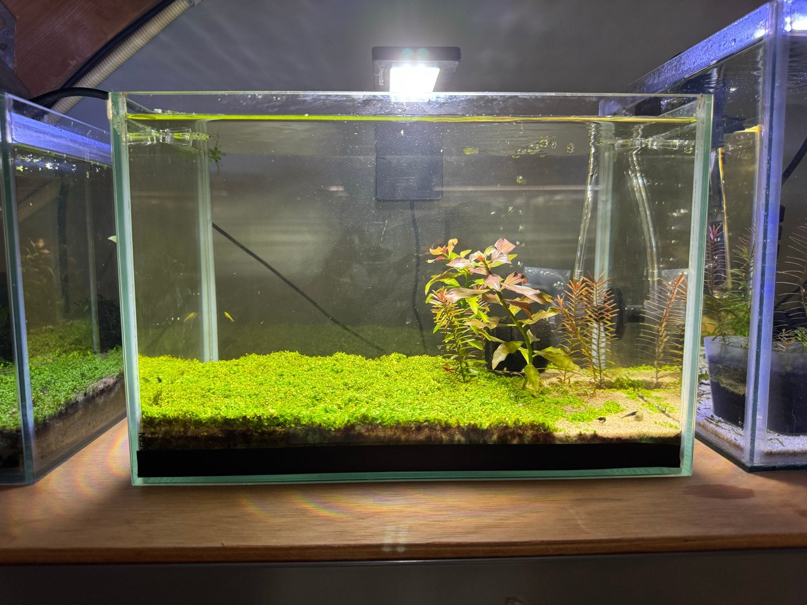 Aquarium compleet met planten en Skittles-garnalen, Kreeft, Krab of Garnaal, Zoetwatervis, Schoolvis