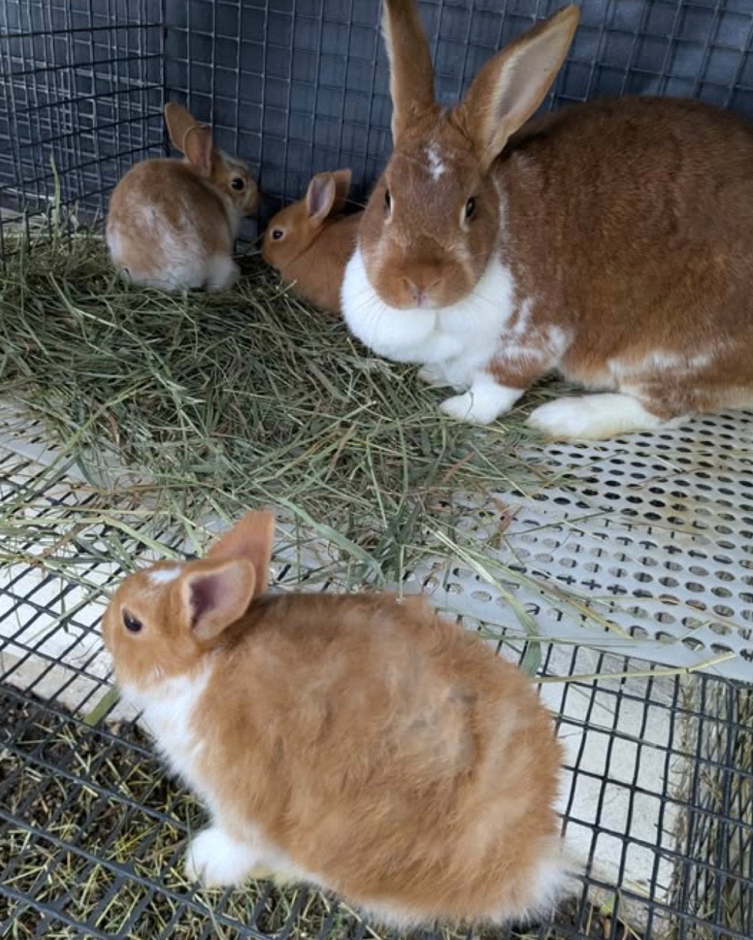 3 lieve konijnen jonkies!, Dieren en Toebehoren, Meerdere dieren, Groot