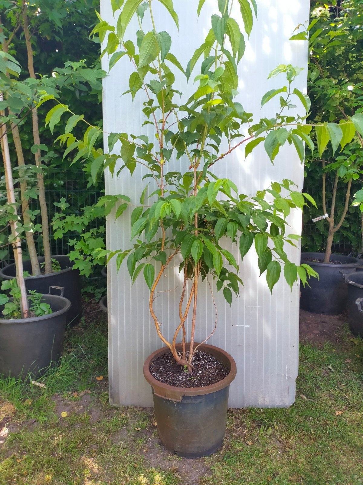 Heptacodium, Herfst, Overige soorten, 100 tot 250 cm, Ophalen