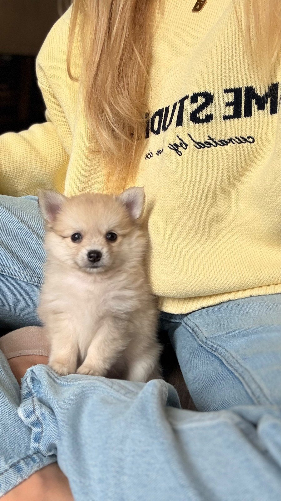 pomchi puppen, CDV (hondenziekte), 8 tot 15 weken, Meerdere, Meerdere dieren