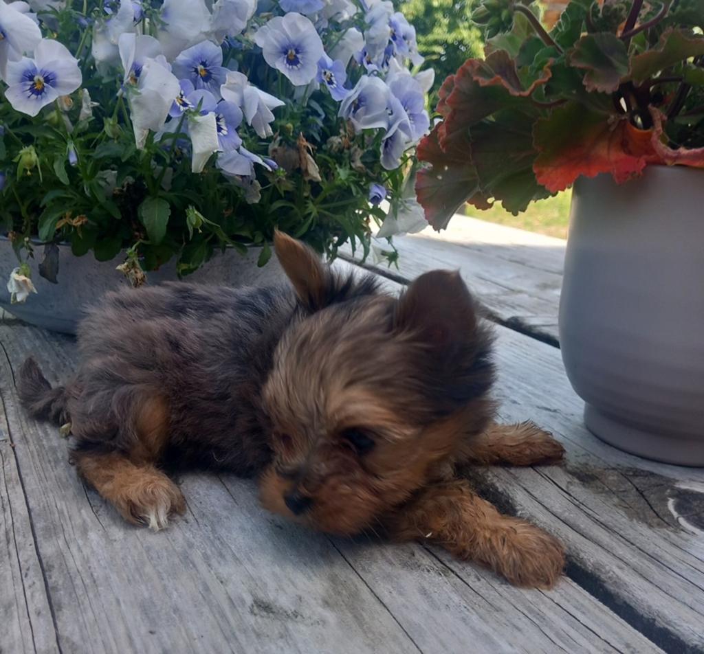 Biewer Yorkshire terriër pups mini, Dieren en Toebehoren, Honden | Chihuahua's en Gezelschapshonden, Parvo, Overige rassen, 8 tot 15 weken