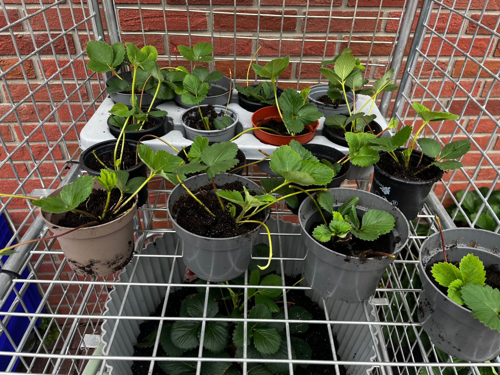 Aardbeien planten ( Stekjes ), Tuin en Terras, Planten | Tuinplanten, Ophalen, Zomer, Fruitplanten, Volle zon