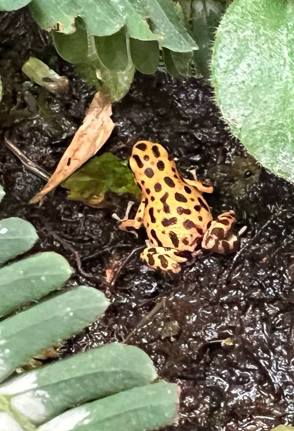 Oophaga pumilio bastimentos vrouw, 0 tot 2 jaar