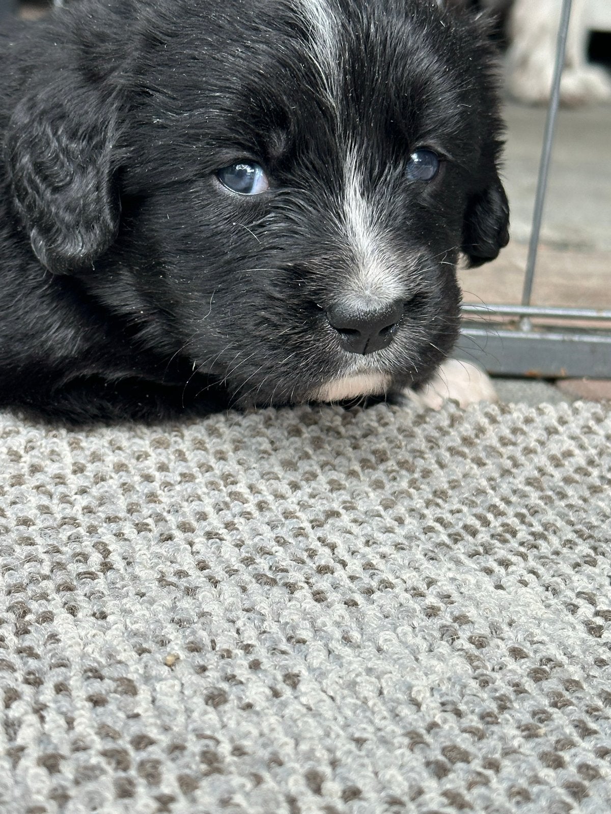 Prachtige pups Heidewachtel/Berner-Sennen., Dieren en Toebehoren, 8 tot 15 weken, Meerdere, Meerdere dieren, Nederland