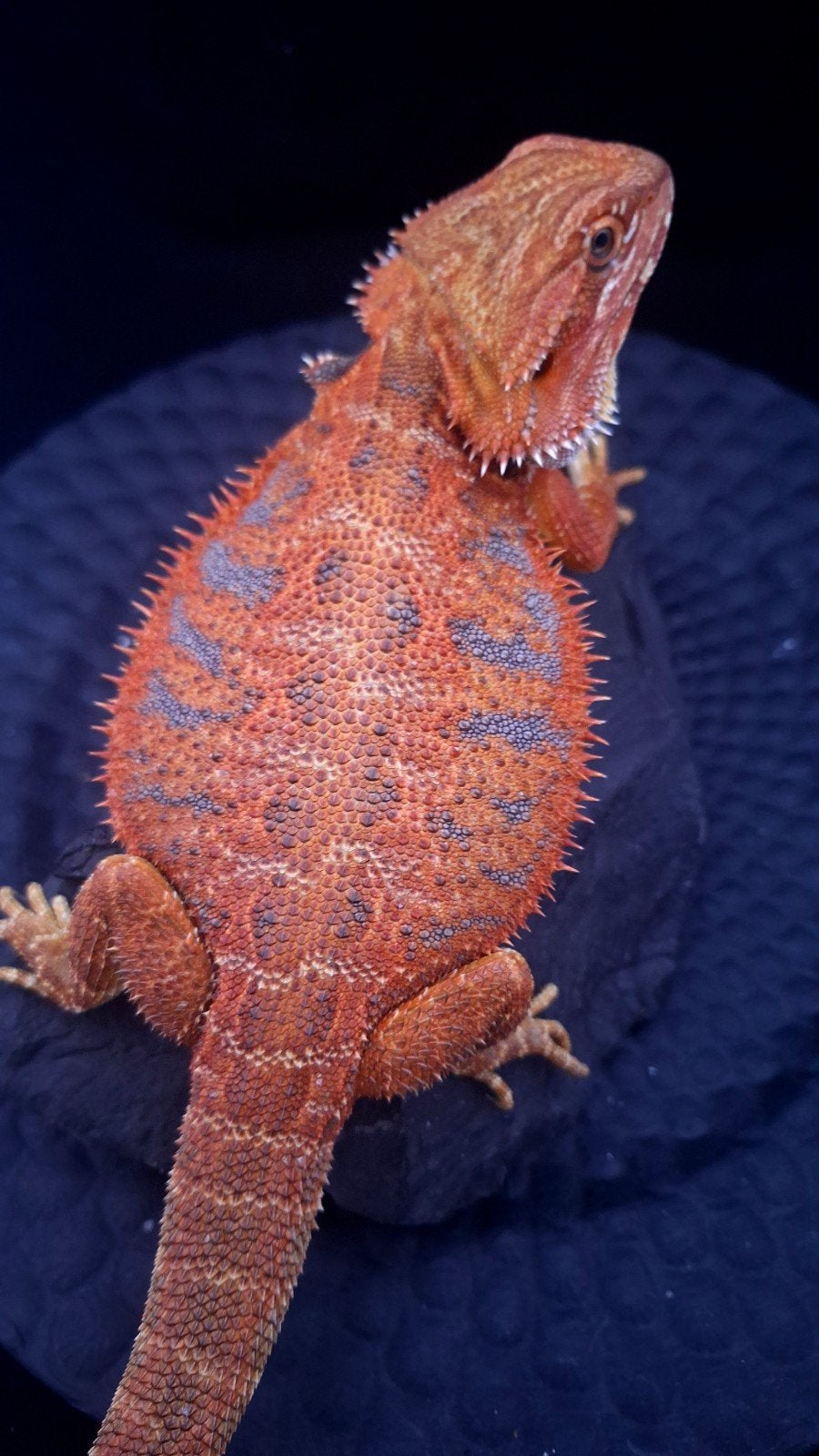 (Aktie) 2x 50% Red Monster Blue Tiger Baardagaam Vrouwtjes Bearded Dragon photo 3