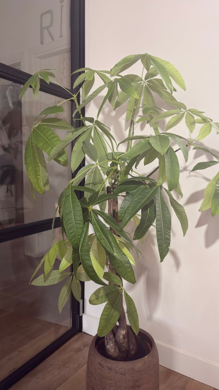 Money plant, 100 tot 150 cm, Overige soorten, In pot, Groene kamerplant