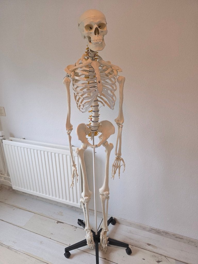 Anatomisch skelet, Ophalen, Gebruikt