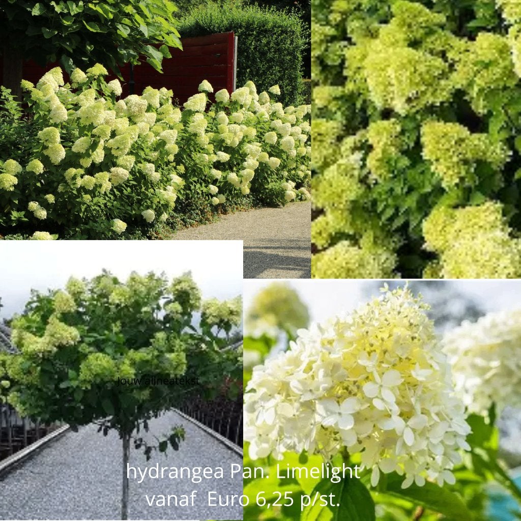 hydrangea Pan. Limelight stevige bloeier met veel bloemen, Ophalen of Verzenden, Overige soorten, 100 tot 250 cm