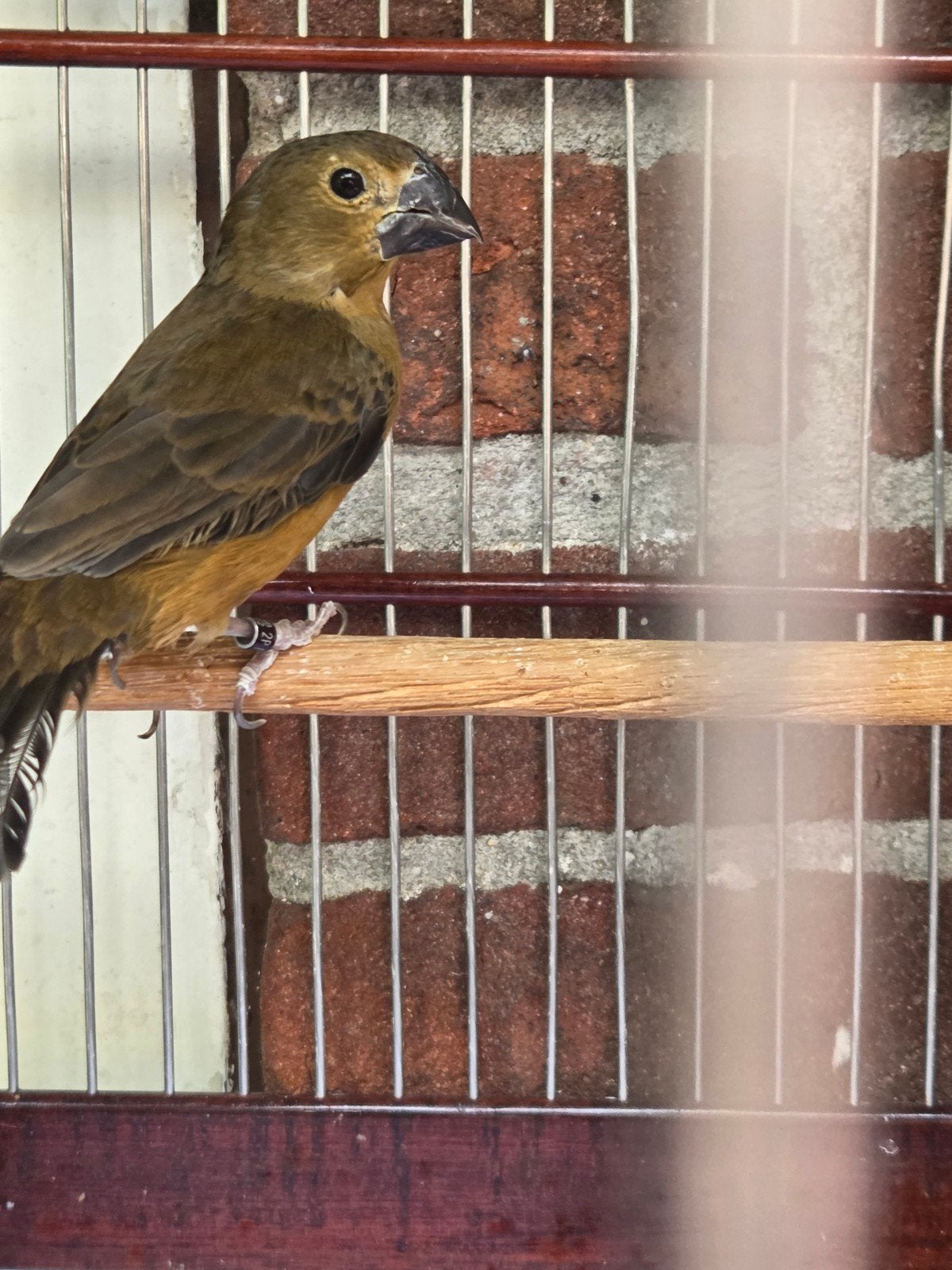 Twatwa pop geringd 2022, Dieren en Toebehoren, Vrouwelijk, Geringd