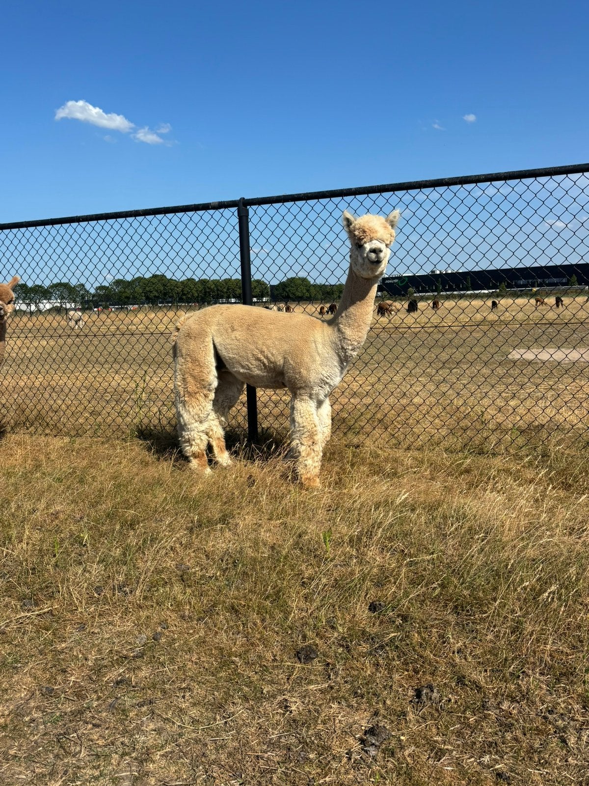 Prachtige alpaca dekhengst te koop!, Dieren en Toebehoren, April, Mannelijk