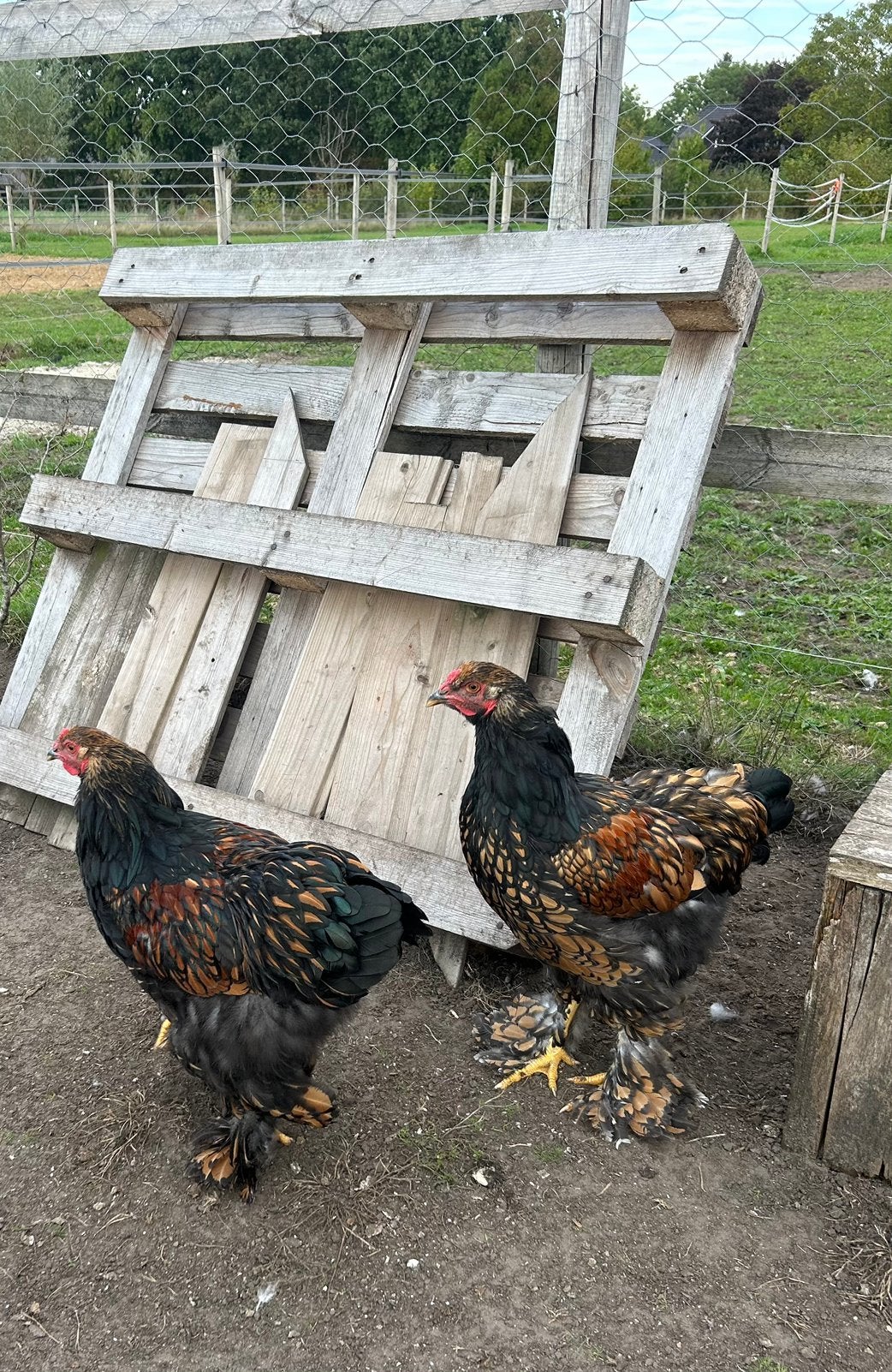 3 Brahama hanen goud zwart gezoomd, Dieren en Toebehoren, Mannelijk, Kip