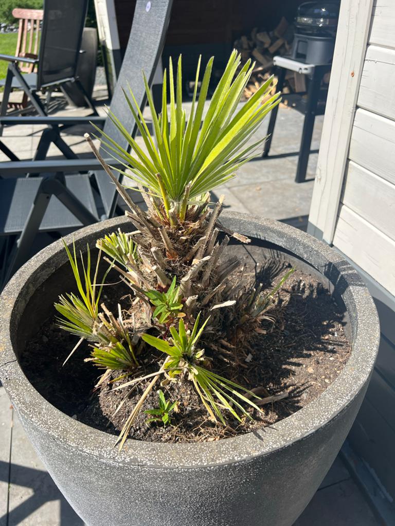 Kleine palmboom /dwergpalm - Trachycarpus fortunei, Overige soorten, Volle zon, Vaste plant, Ophalen of Verzenden