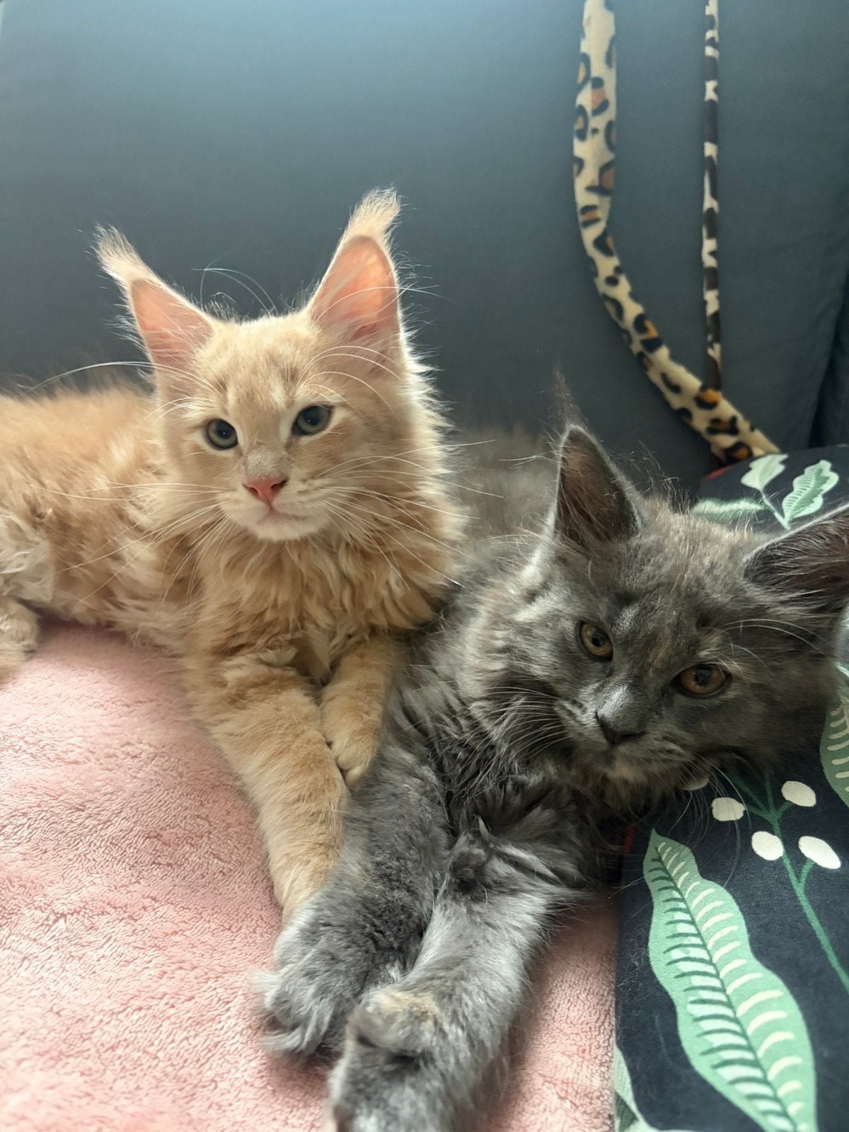 Mainecoon kittens te koop, Dieren en Toebehoren, Meerdere dieren, Ontwormd, 0 tot 2 jaar