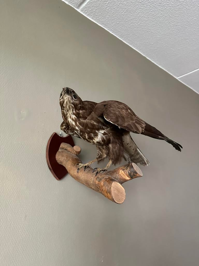 Prachtige opgezette buizerd taxidermie, Verzamelen, Dierenverzamelingen, Ophalen of Verzenden