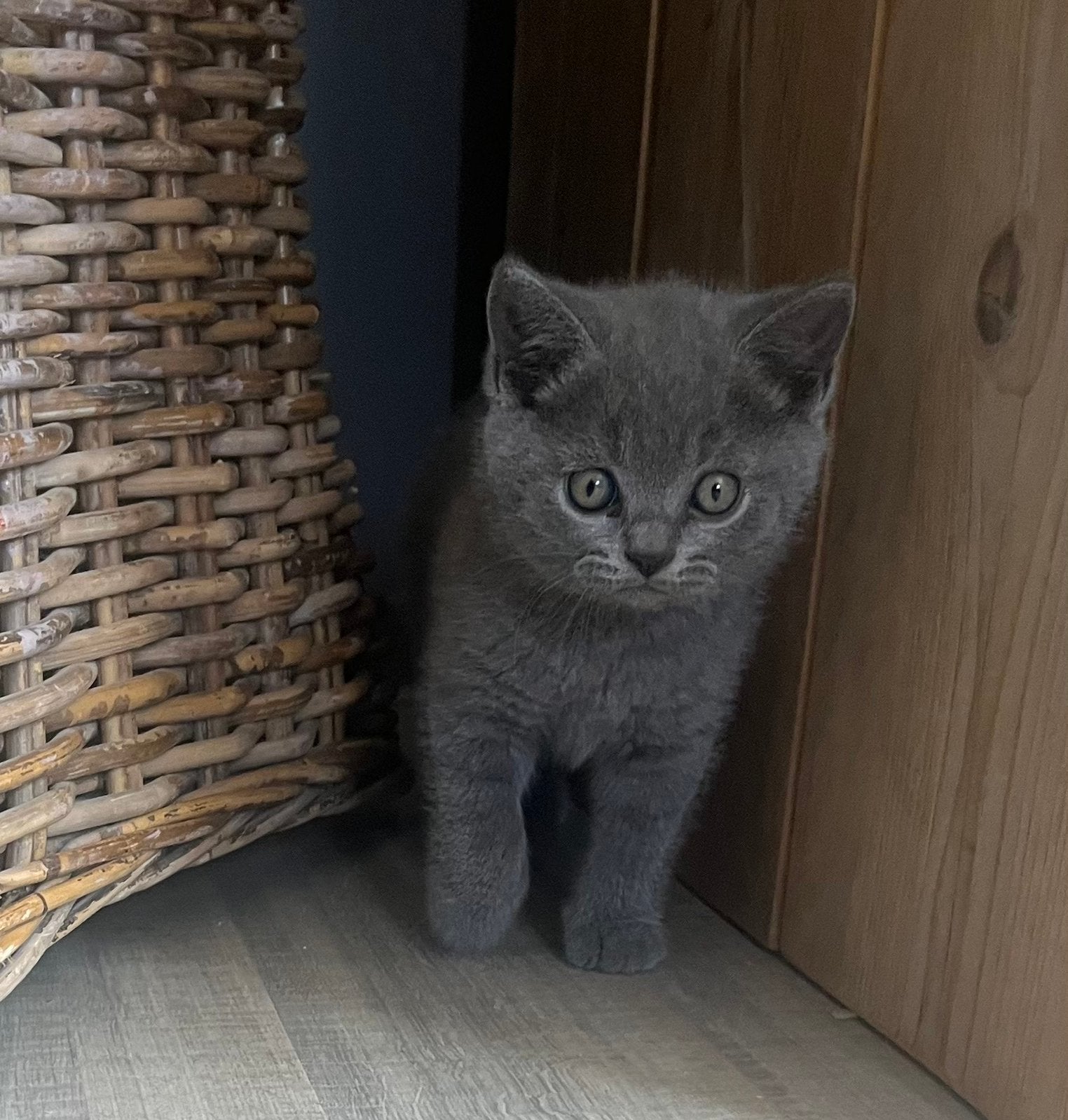 Britse korhaar kittens, Kater, Ontwormd