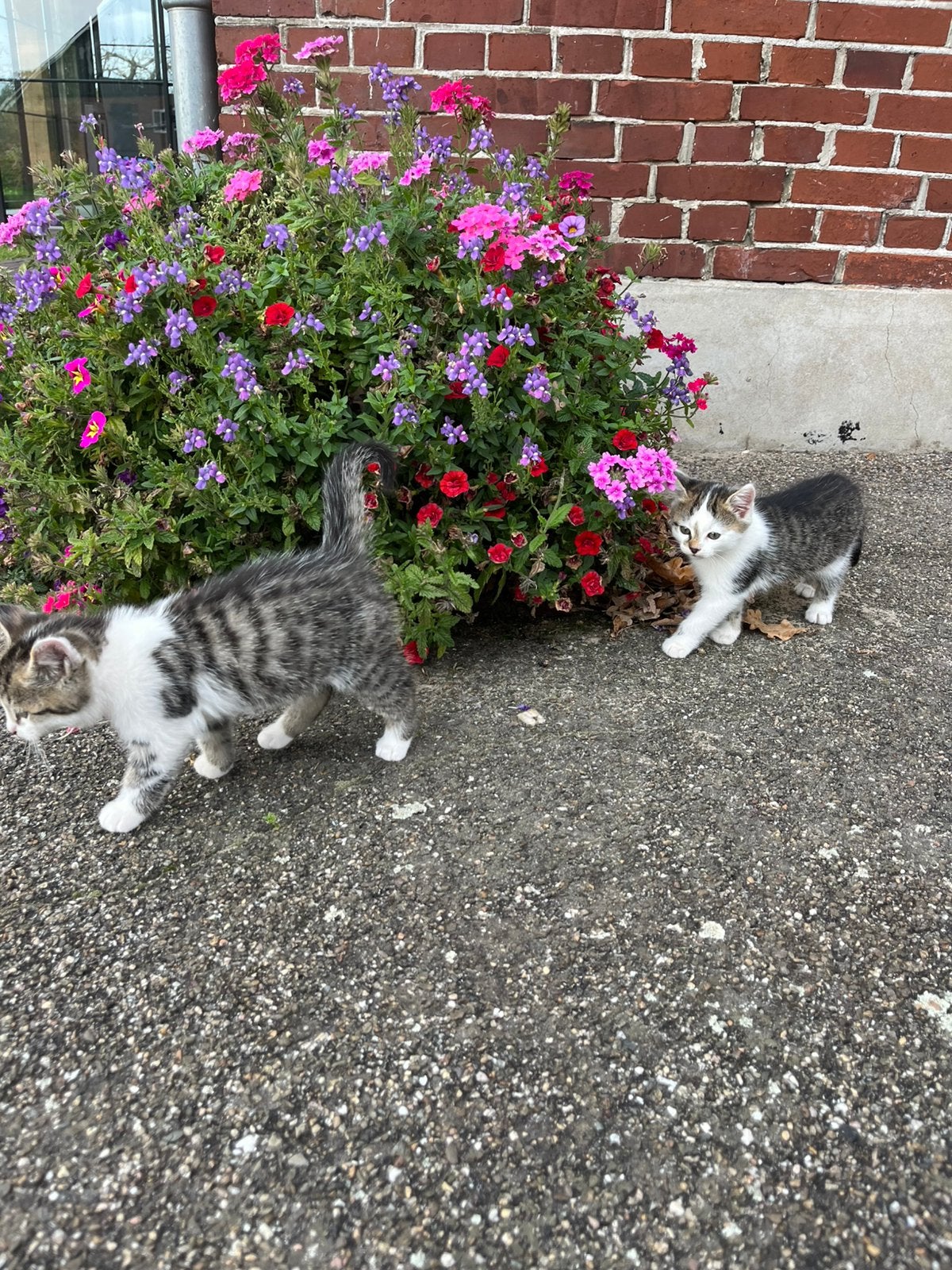 Tamme kittens, Dieren en Toebehoren, Meerdere dieren, Kortharig, 0 tot 2 jaar