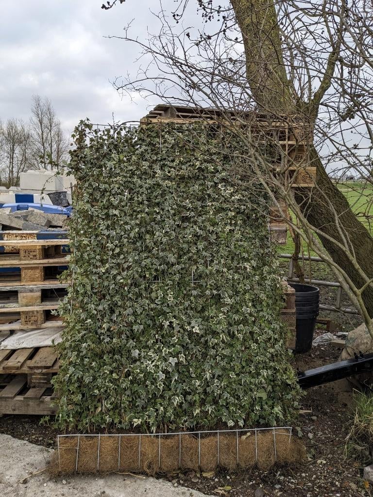 Haag Hedera Helix White Ripple´´Mobilane– 1,5 meter, Ophalen, Overige soorten, Haag, 100 tot 250 cm