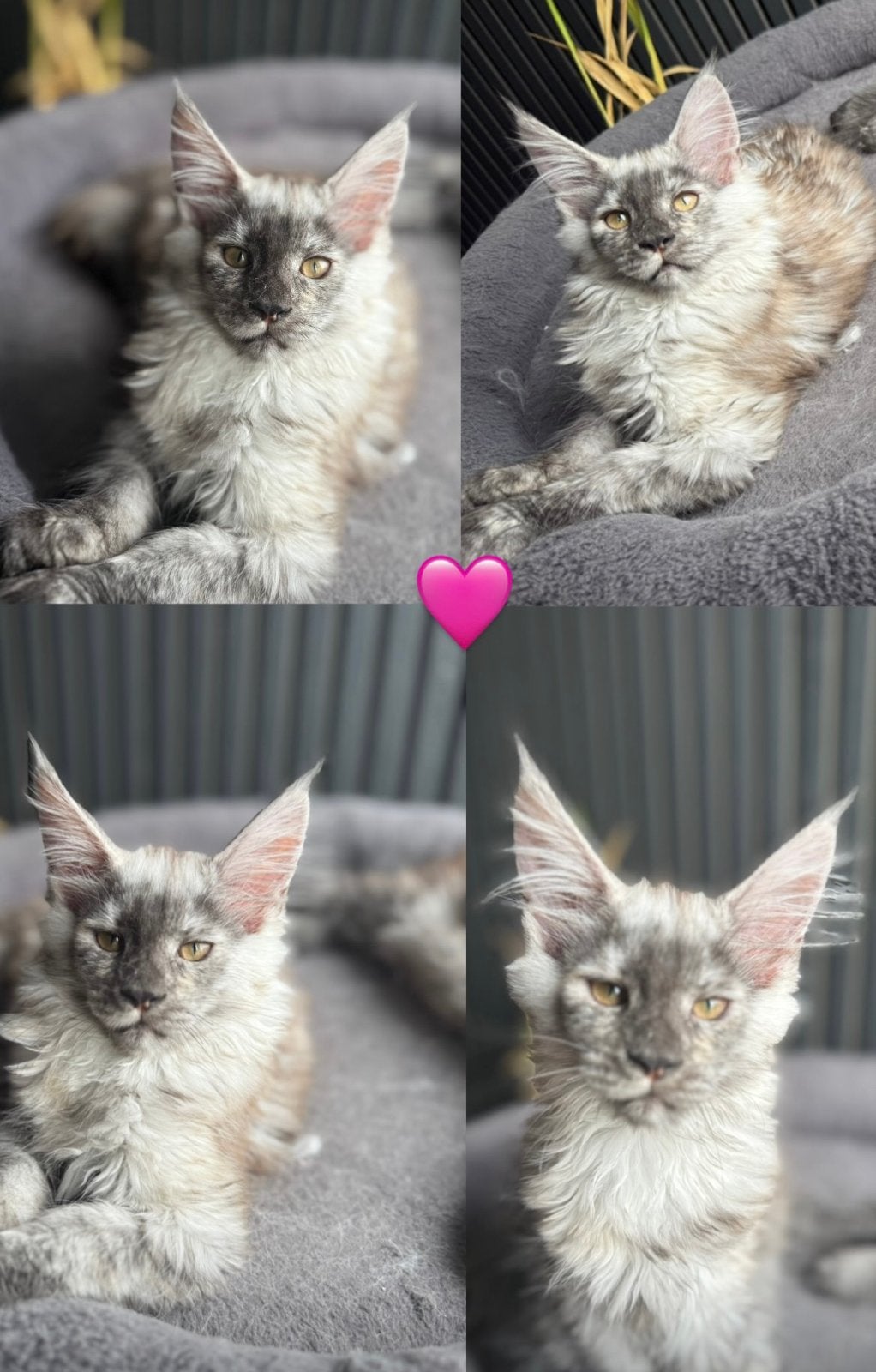 Prachtige Main Coon kittens, Meerdere dieren, Gechipt, 0 tot 2 jaar