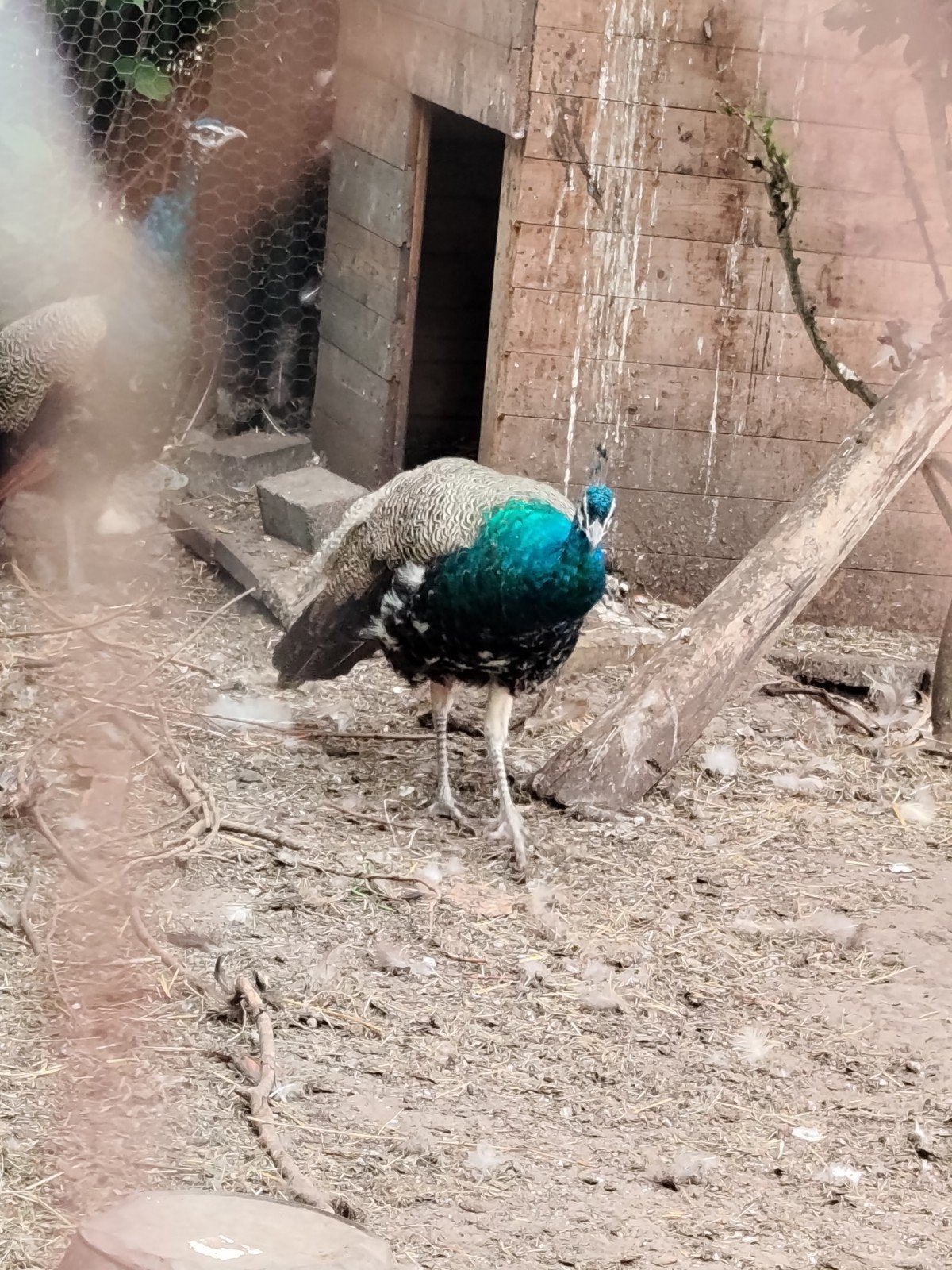 blauwe pauwen hanen, Dieren en Toebehoren, Mannelijk, Overige soorten