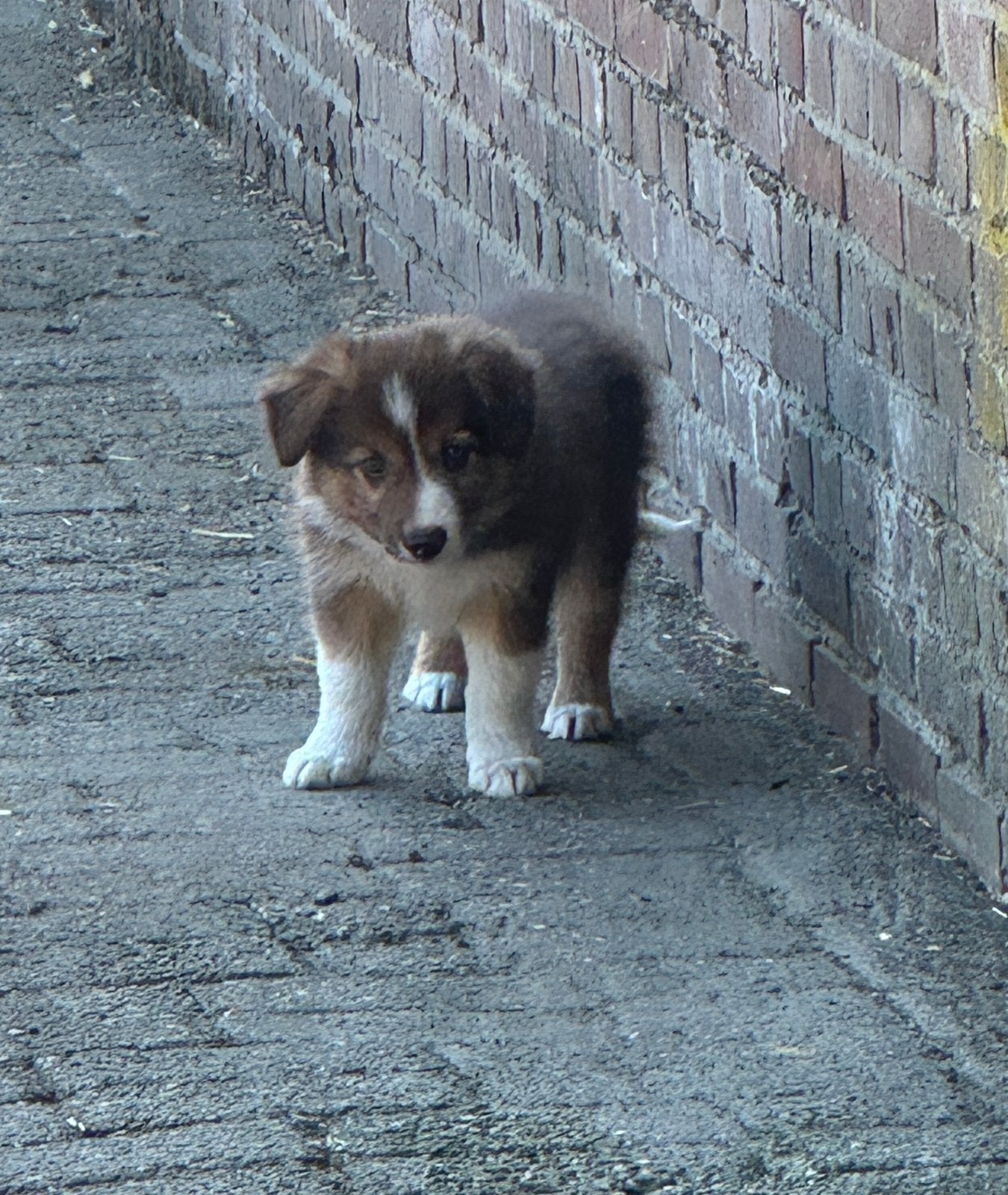 Border collie puppy te koop 1 reu bruin tricolor, 8 tot 15 weken, Collie, Meerdere, Meerdere dieren