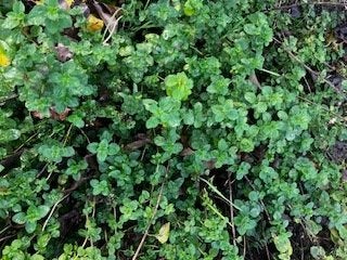 Wilde marjolein of oregano, Volle zon, Vaste plant, Herfst, Ophalen