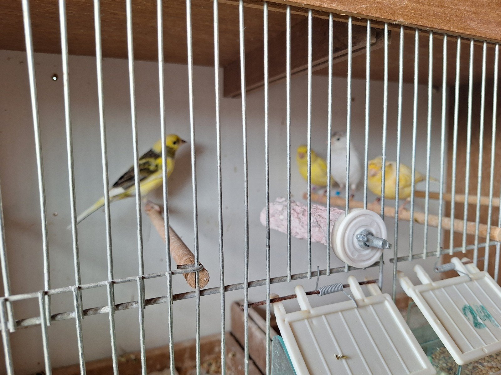 kanarie's komen uit 2024 3pop 1 man, Dieren en Toebehoren, Mannelijk, Zangkanarie