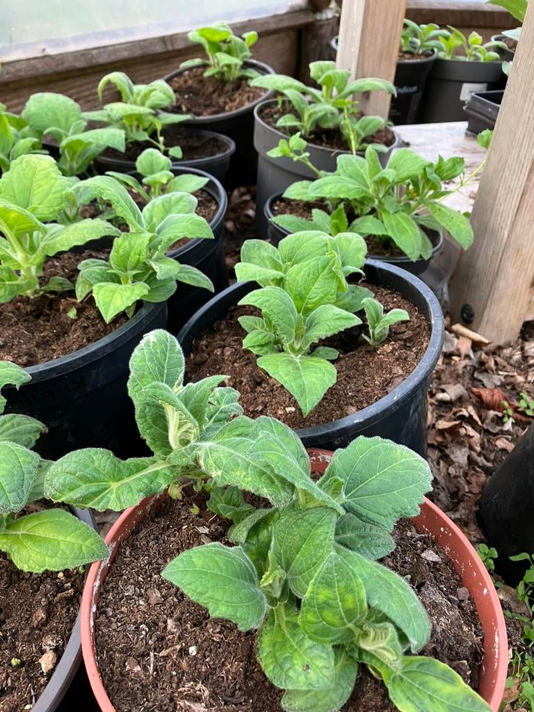 Yacon of appelwortel BIOLOGISCH, Tuin en Terras, Planten | Tuinplanten, Ophalen, Vaste plant, Groenteplanten, Volle zon