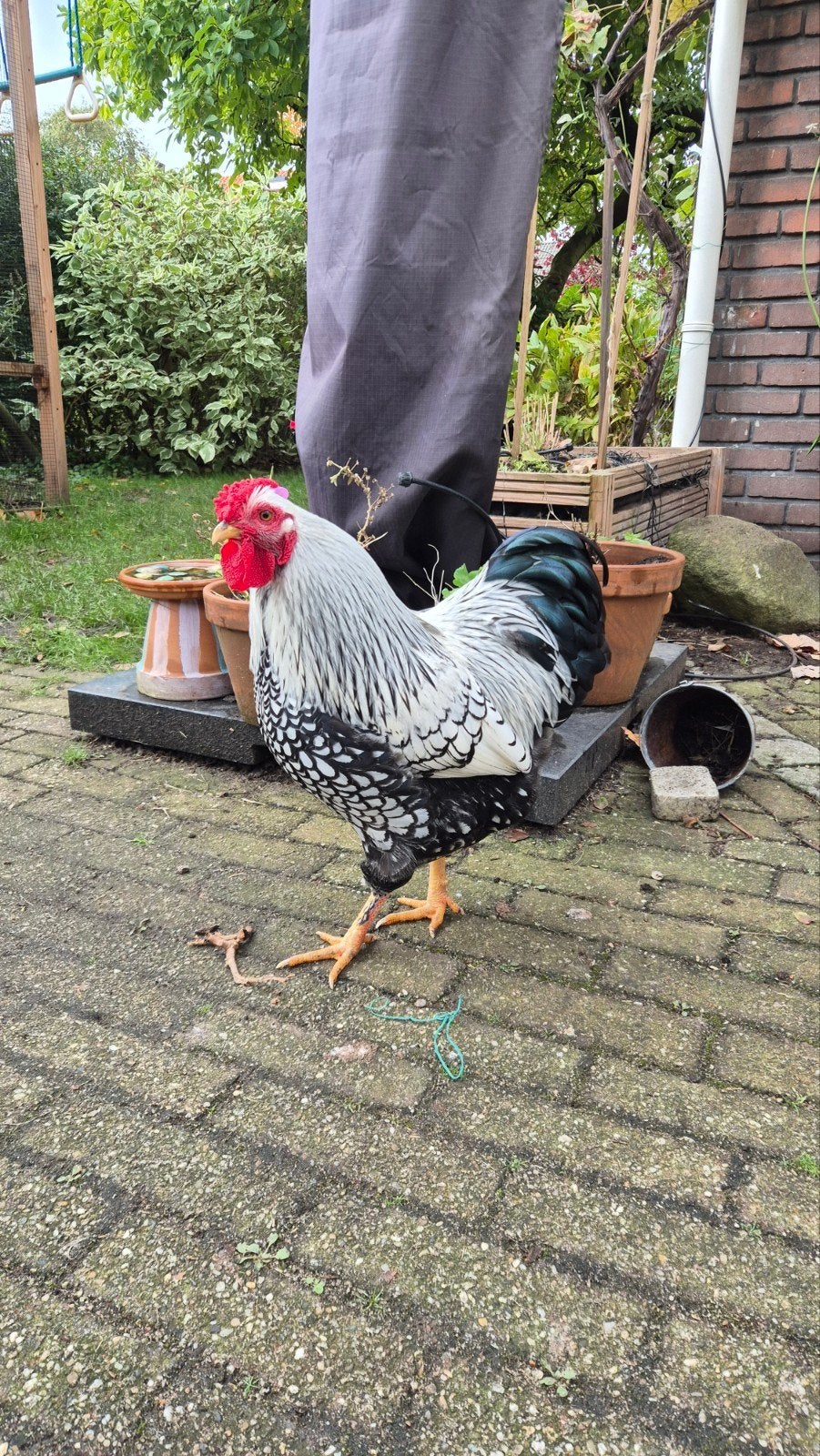 Haan wyandotte kriel gezoomd, Mannelijk, Kip