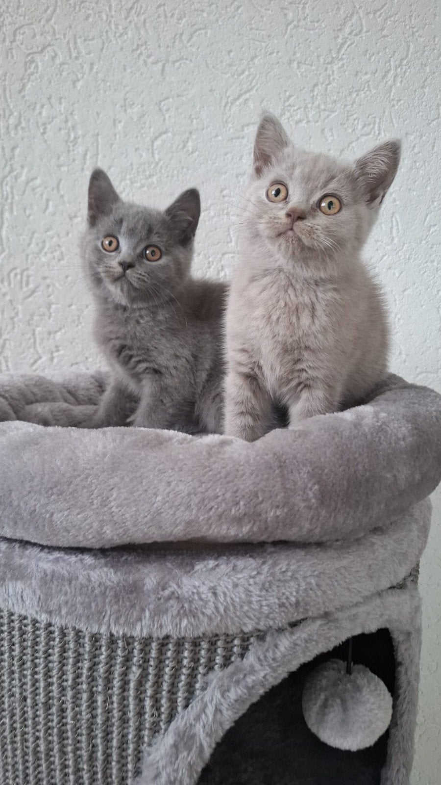 Britse korthaar kittens mogen verhuizen, Dieren en Toebehoren, Meerdere dieren, Ontwormd, 0 tot 2 jaar