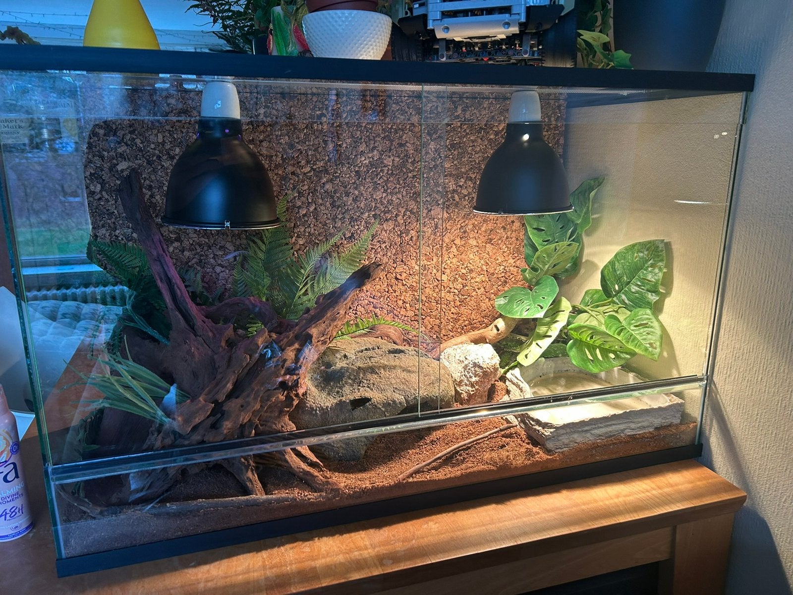 Koningspython + terrarium Ball Python photo 3