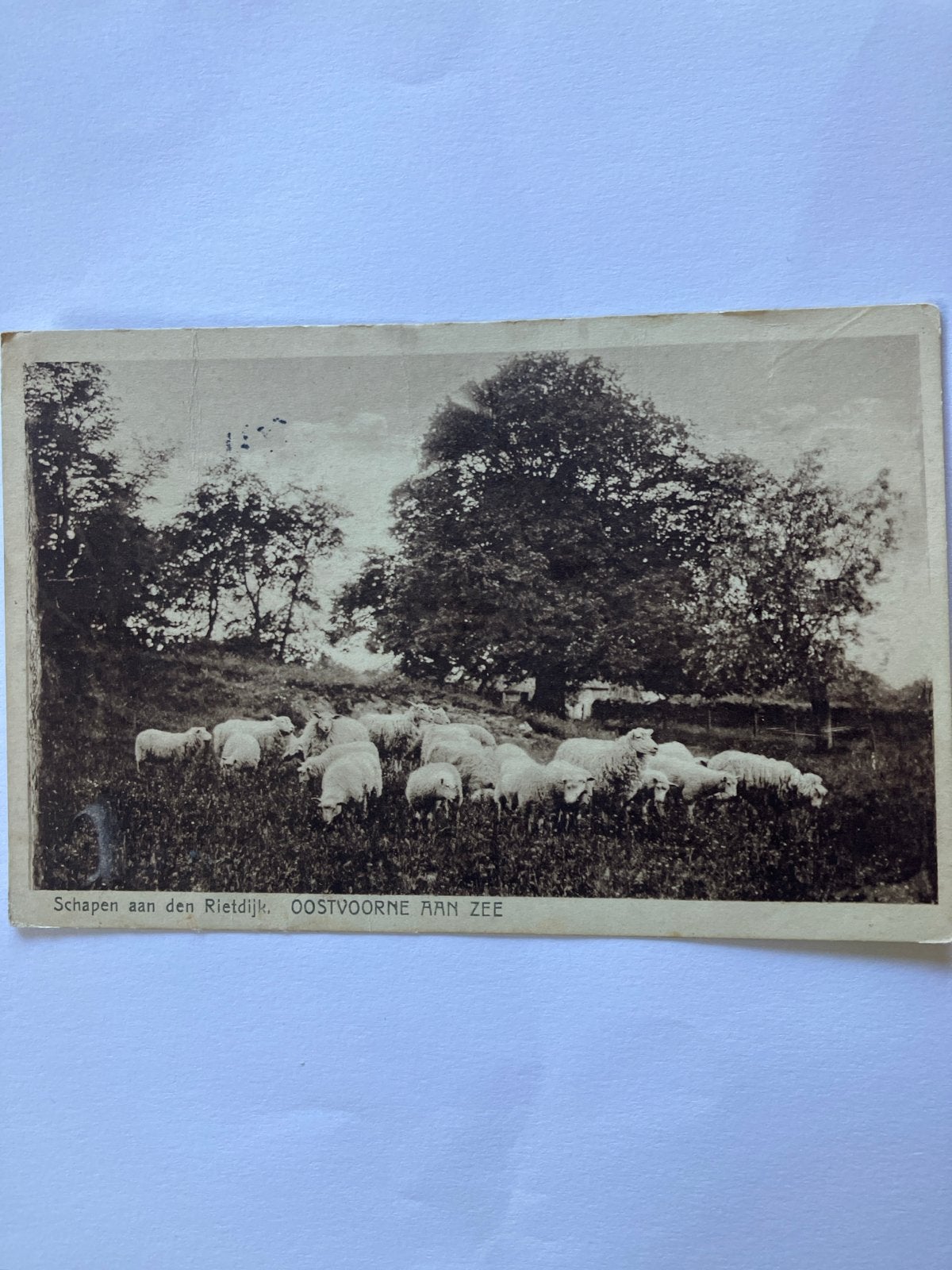 Oude Ansichtkaart Schapen aan de Rietdijk Oostvoorne aan Zee, Ophalen of Verzenden, 1940 tot 1960, Gelopen, Zuid-Holland