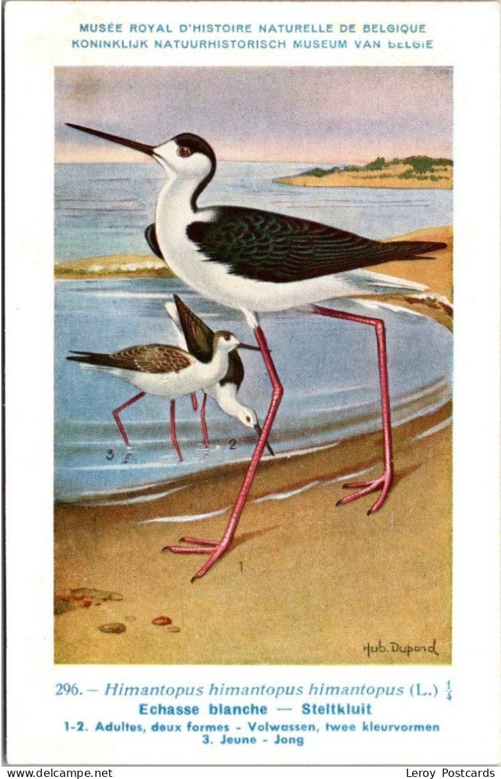 Steltkluit / Black-winged Stilt – Nº 296 – (KBIN / IRSNB), Verzenden, 1940 tot 1960, Ongelopen, Vogel
