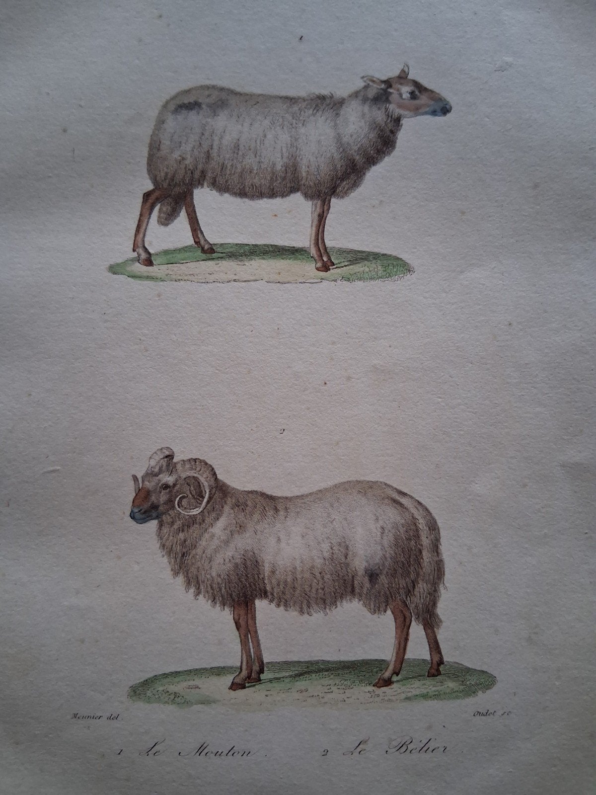 Buffon 1837 - Antieke prent schapen (Le Mouton, Le Bélier), Antiek en Kunst, Ophalen of Verzenden, Print, Prent, Origineel