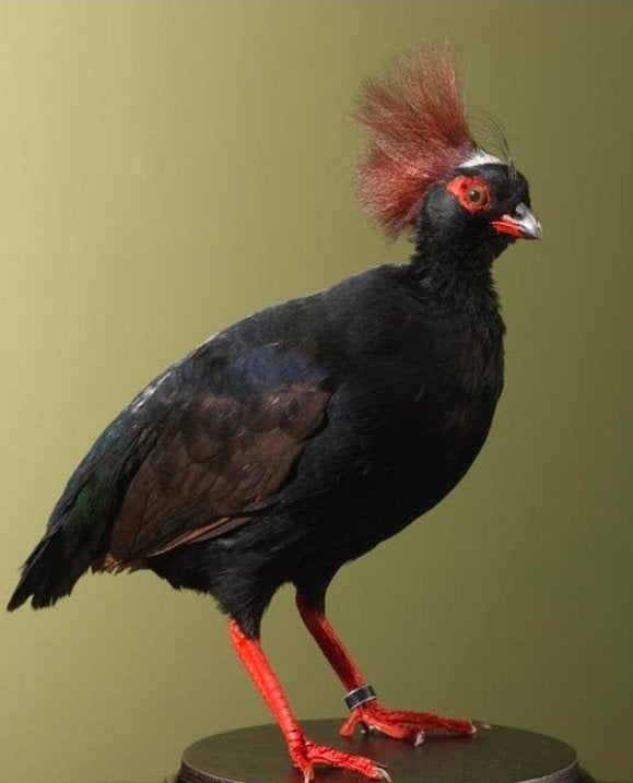 Roelroel haantje, Dieren en Toebehoren, Mannelijk