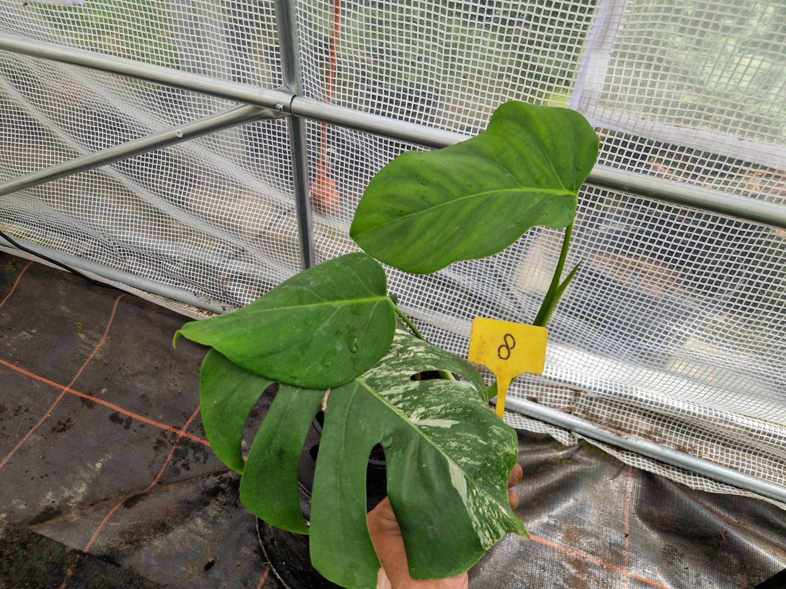 Monstera Deliciosa Albo kamerplant #8, Ophalen of Verzenden, Halfschaduw, Minder dan 100 cm