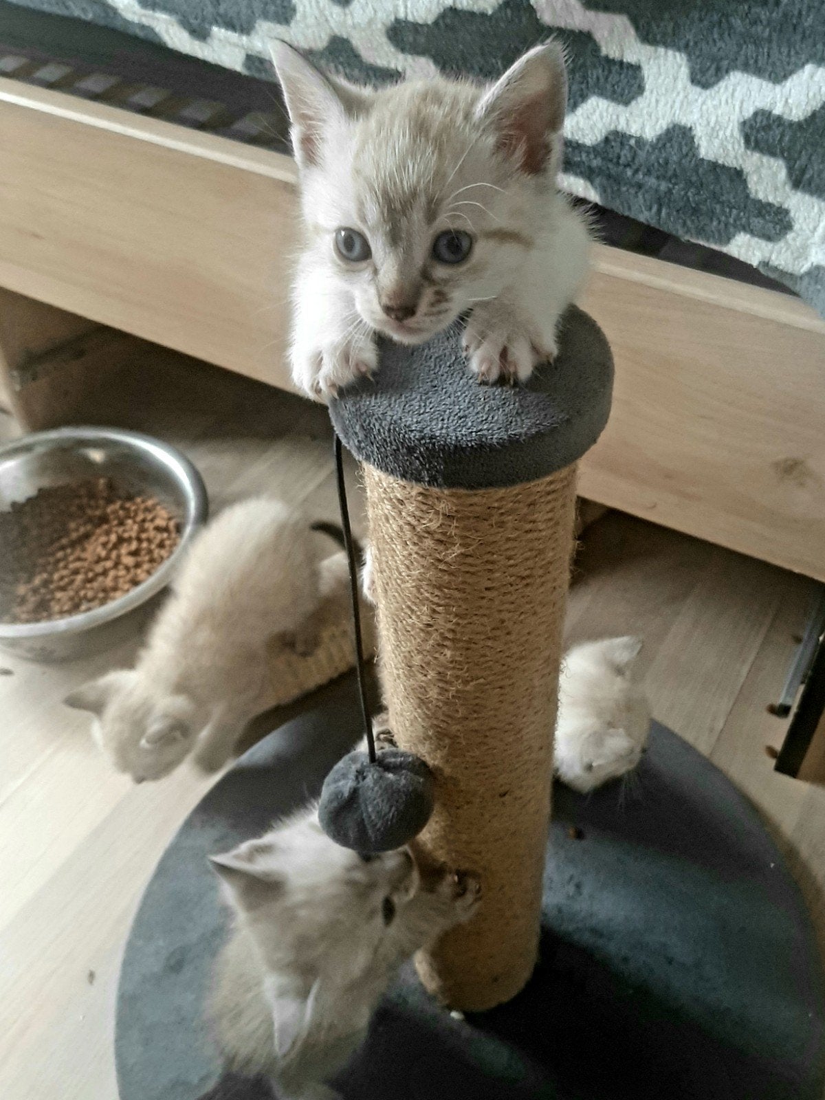 thai siamees tabby point, Meerdere dieren, Ontwormd, 0 tot 2 jaar