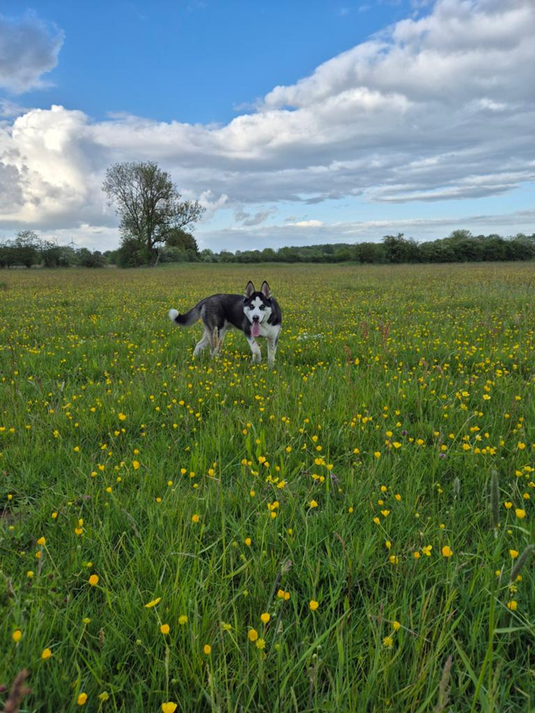 Husky pup (7 maanden), Dieren en Toebehoren, Honden | Poolhonden, Keeshonden en Oertypen, Reu, Poolhond, Eén hond, Nederland