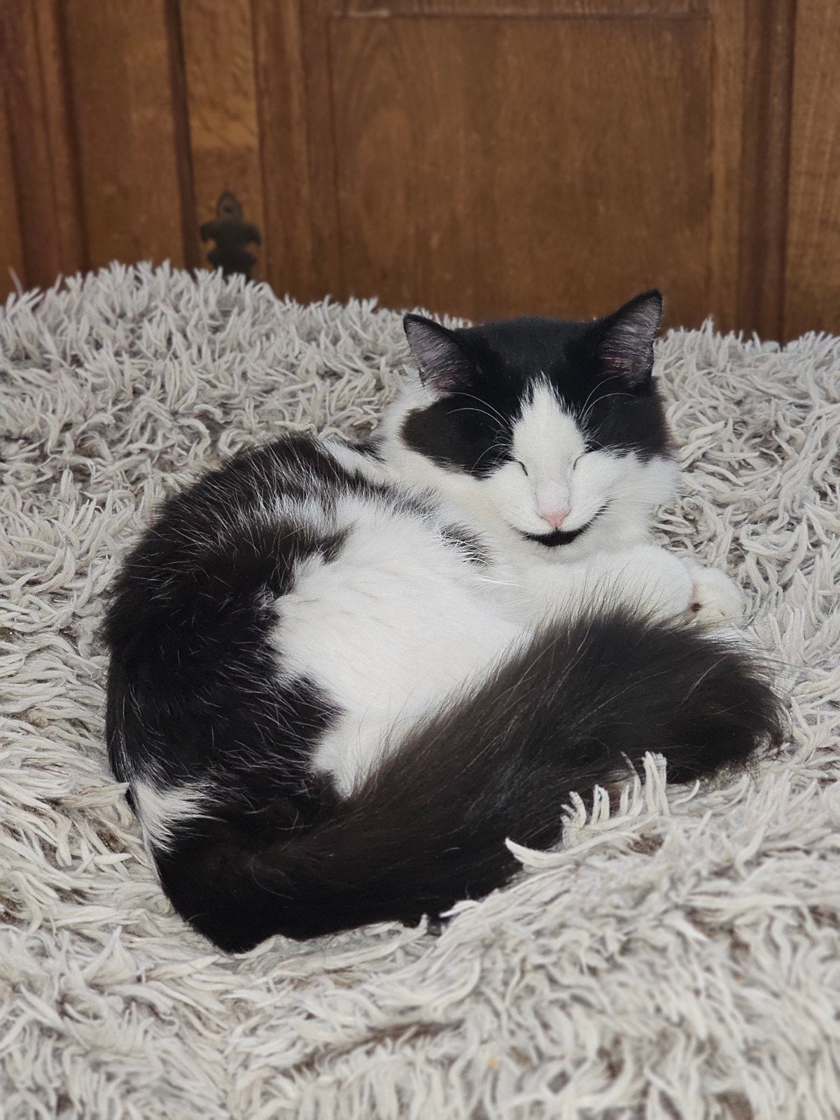 Dit katertje is nog op zoek voor een forever home, Kater, Gechipt, 0 tot 2 jaar