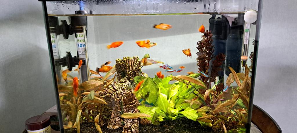 Platy's, Dieren en Toebehoren, Ophalen, Overige typen