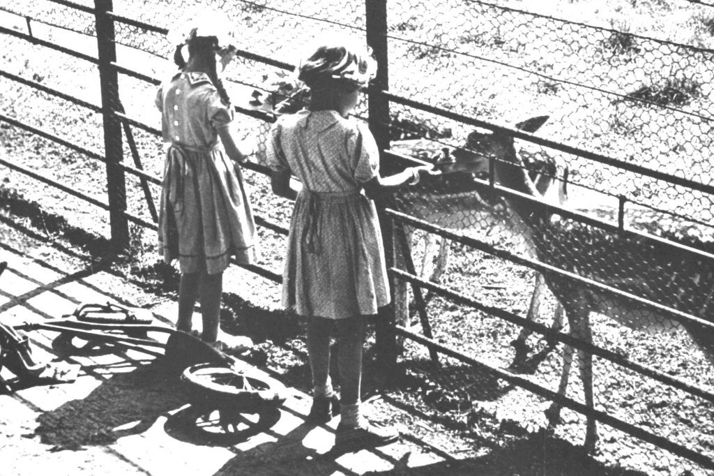 940826 Zeist 1960 Hertenkamp dierenpark   Onbeschreven, Ophalen of Verzenden, 1960 tot 1980, Ongelopen, Utrecht