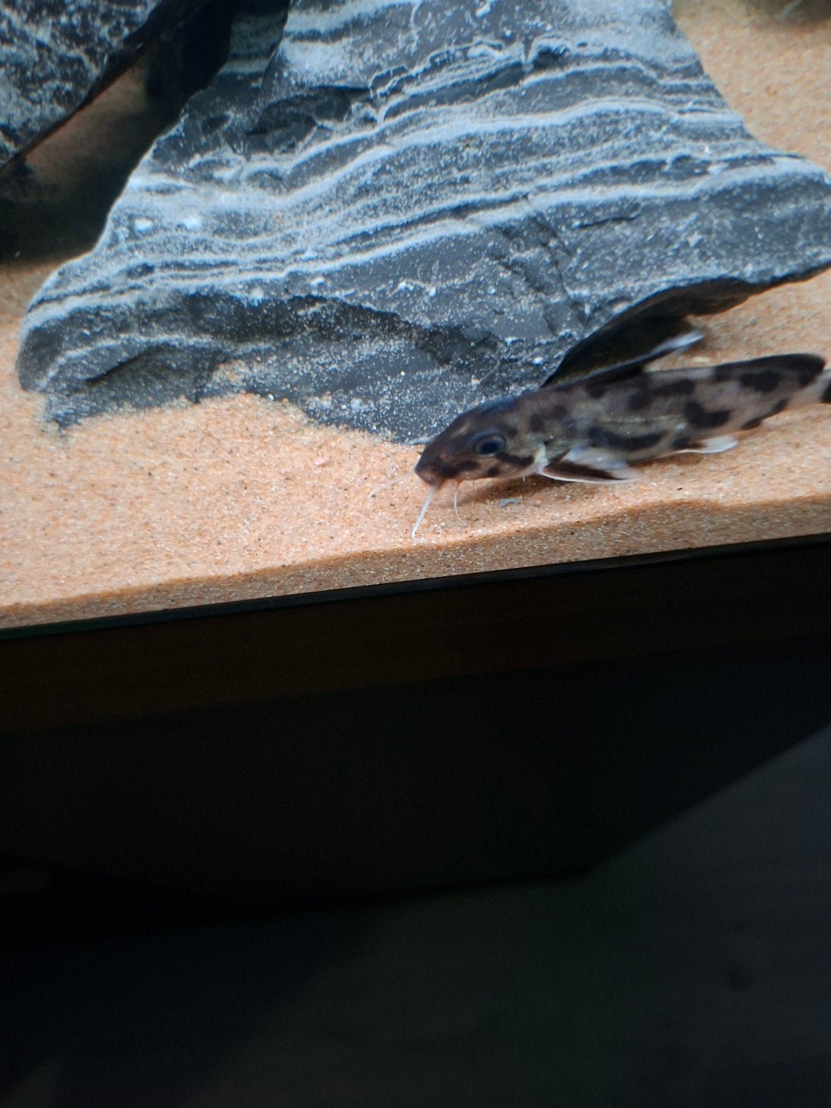 SYNODONTIS PETRICOLA, Vis