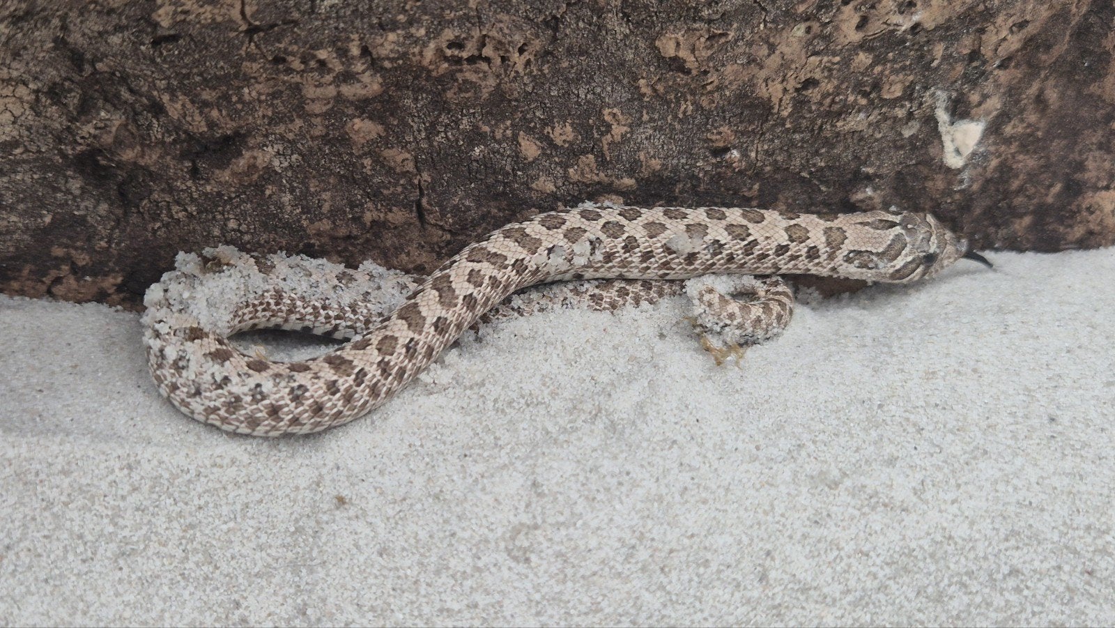 Haakneusslang Het maitai Hognose Snake photo 3
