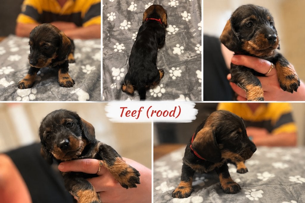 Prachtige ruwhaar Teckelpups (wildkleur) met FCI-stamboom, Standaard, Parvo, 8 tot 15 weken, Meerdere