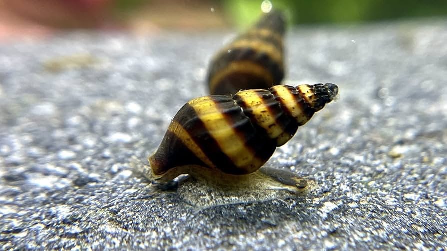 Anentome Helena (slak etende slak), Dieren en Toebehoren, Slak of Weekdier