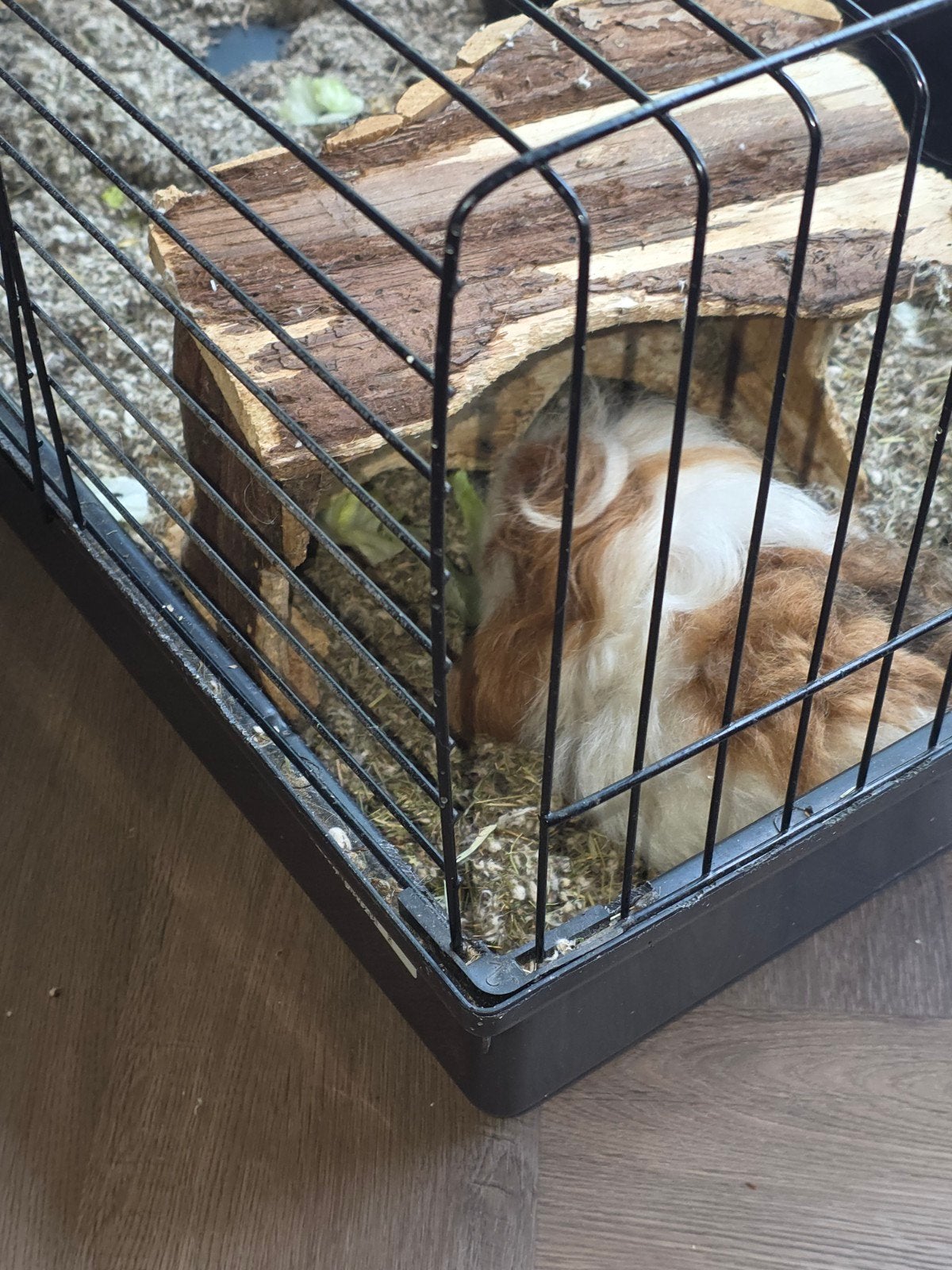 2 cavia's vrouwtjes, Dieren en Toebehoren, Knaagdieren, Vrouwelijk, Tam, Maart, Cavia