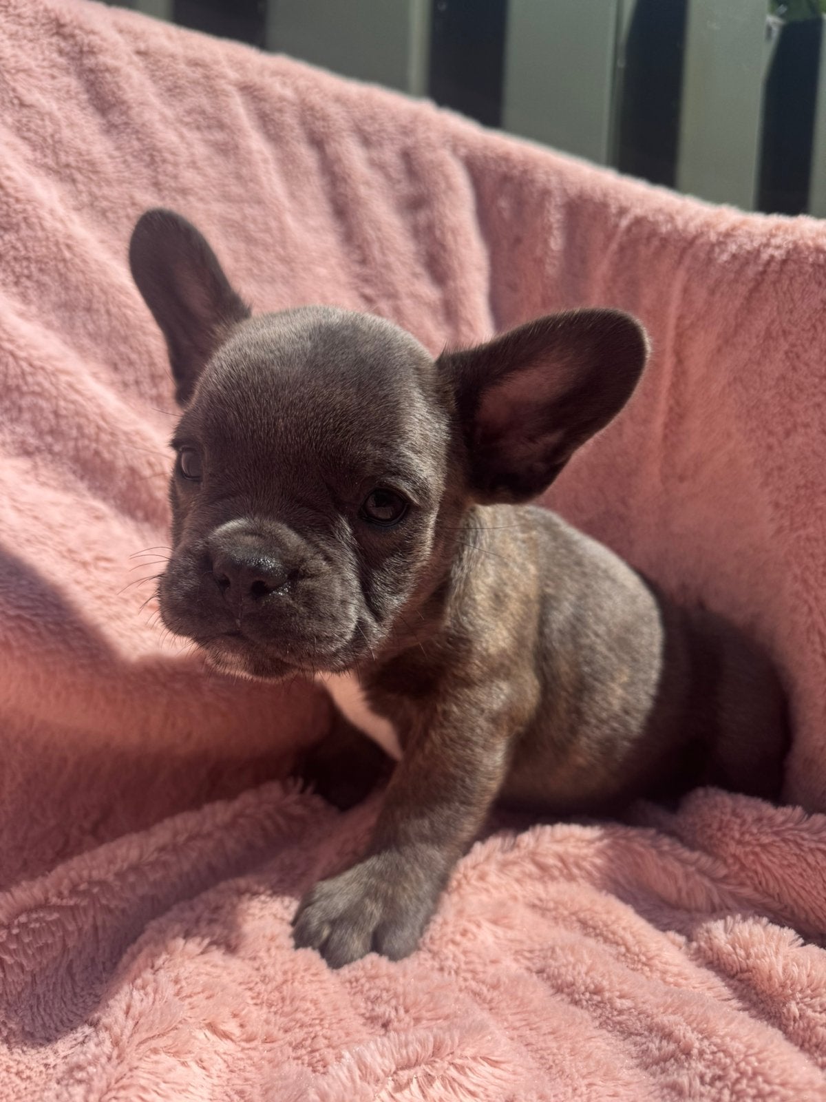 Franse bulldog pups mogen naar een nieuw huisje, 8 tot 15 weken, Bulldog, Meerdere, Meerdere dieren