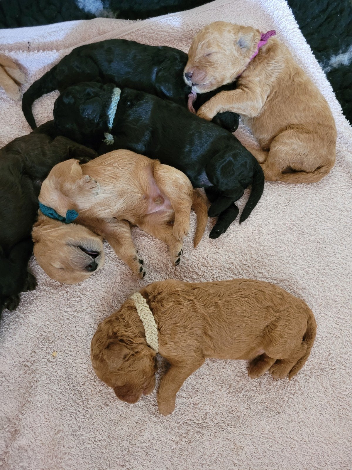 Prachtige labradoodel pups beschikbaar, Parvo, 8 tot 15 weken, Meerdere, Meerdere dieren