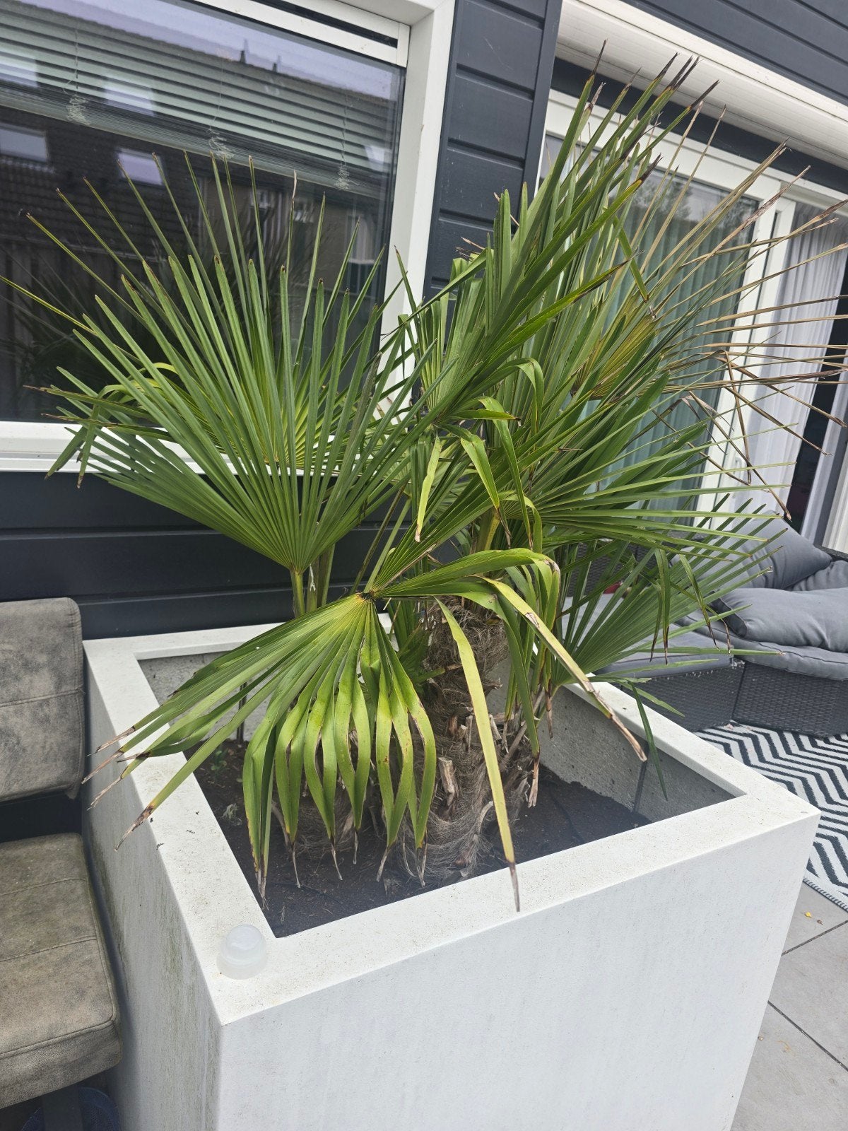 Bloembak met 4-stammige palmboom (heeft liefde nodig), Ophalen, Gebruikt, Vierkant, Balkon